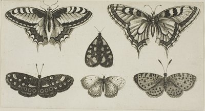 Cinco mariposas y una polilla de Wenceslaus Hollar