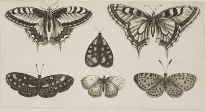 Cinco mariposas y una polilla de Wenceslaus Hollar