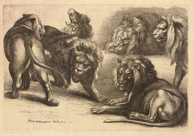 Cinco leones y una leona, después de Rubens de Wenceslaus Hollar