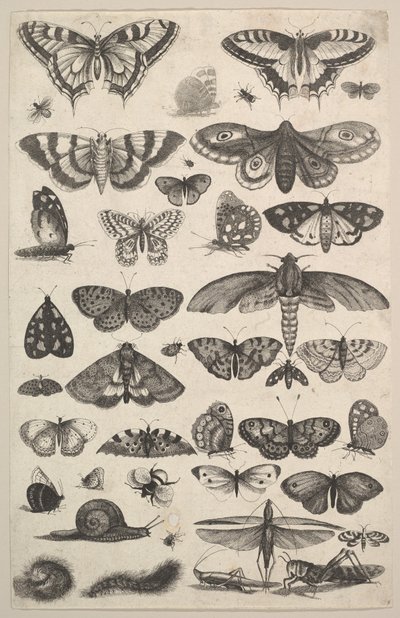 Cuarenta y un Insectos, incluyendo polillas y mariposas de Wenceslaus Hollar