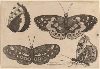 Cuatro mariposas de Wenceslaus Hollar