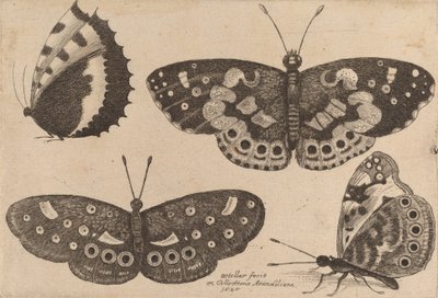 Cuatro mariposas, 1646 de Wenceslaus Hollar