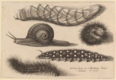 Cuatro orugas y un caracol de Wenceslaus Hollar