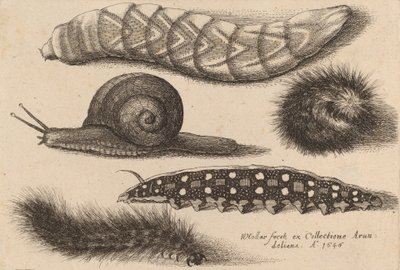 Cuatro orugas y un caracol, 1646 de Wenceslaus Hollar