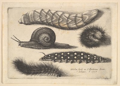 Cuatro orugas y un caracol, 1646 de Wenceslaus Hollar
