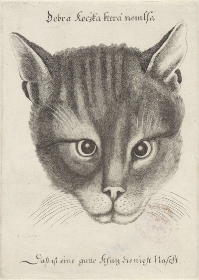 cabeza de un gato de Wenceslaus Hollar
