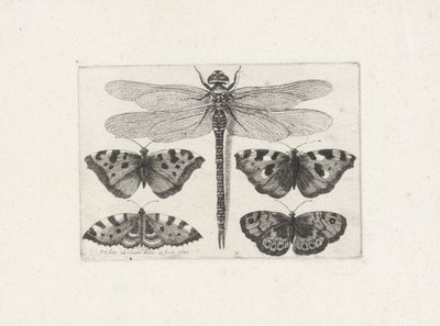 Libélula y cuatro mariposas de Wenceslaus Hollar