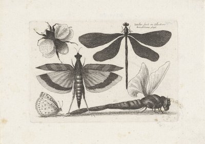 Libélulas, mariposas y un abejorro Insectos (título de la serie) Muscarum Scarabeorum (título de la serie) de Wenceslaus Hollar