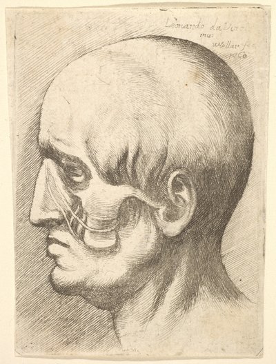 Cabeza masculina de perfil a la izquierda con músculos expuestos, 1660 de Wenceslaus Hollar