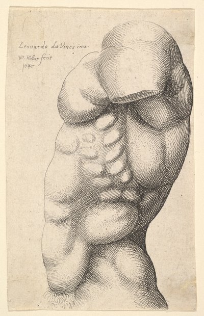 Torso masculino del cuello a la cadera en perfil hacia la izquierda, 1645 de Wenceslaus Hollar