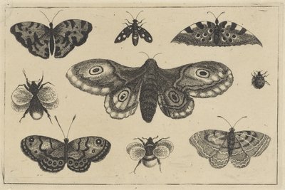 Polilla, cuatro mariposas, dos abejorros y otros dos insectos Varios insectos (título de la serie) Diversae Insectorum (título de la serie) de Wenceslaus Hollar