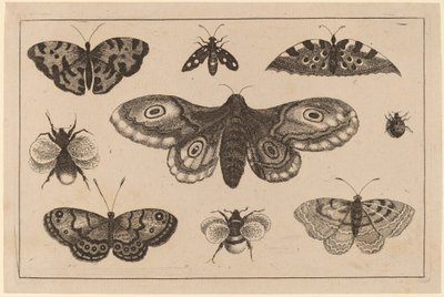 Polilla, mariposas y abejas de Wenceslaus Hollar