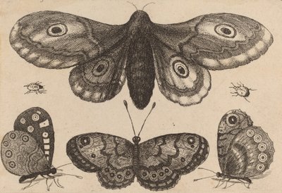 Polilla, tres mariposas y dos escarabajos, 1646 de Wenceslaus Hollar
