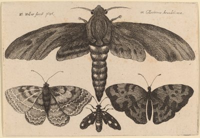 Polilla y Tres Mariposas de Wenceslaus Hollar