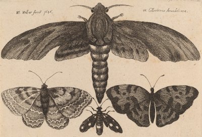 Polilla y tres mariposas, 1646 de Wenceslaus Hollar