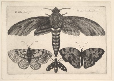 Polilla y tres mariposas, 1646 de Wenceslaus Hollar