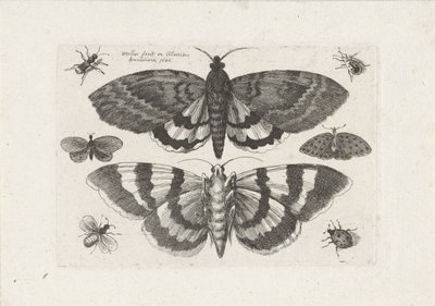 Polillas y pequeños insectos Insectos (título de la serie) Muscarum Scarabeorum (título de la serie) de Wenceslaus Hollar