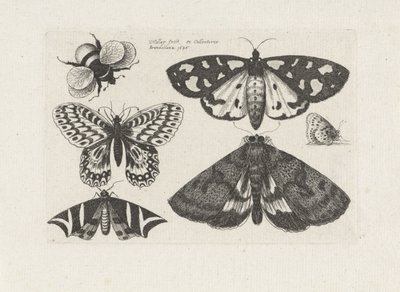 Polillas, mariposas y un abejorro
Insectos (título de la serie)
Muscarum Scarabeorum (título de la serie) de Wenceslaus Hollar