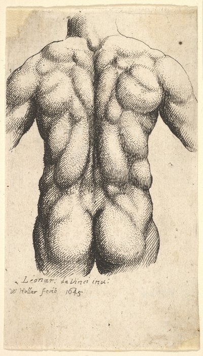 Torso masculino desnudo visto desde atrás de Wenceslaus Hollar