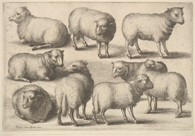 Nueve ovejas de Wenceslaus Hollar
