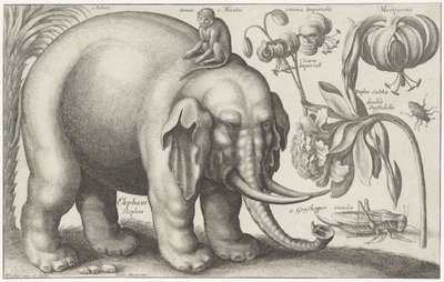 Elefante, mono, flores e insectos. Plantas y animales (título de la serie) Animalium Ferarum (título de la serie sobre el objeto) de Wenceslaus Hollar
