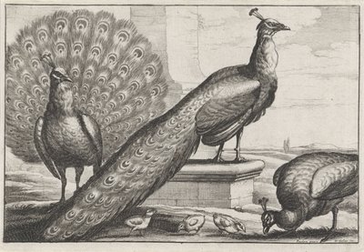 pavos reales Especies de Diversae avium (título de la serie) Aves diferentes (título de la serie) de Wenceslaus Hollar