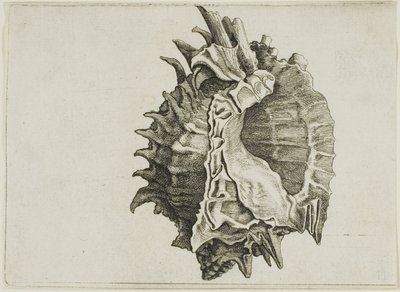 Murex de boca rosada (phyllonotus erythrostomus) de Wenceslaus Hollar