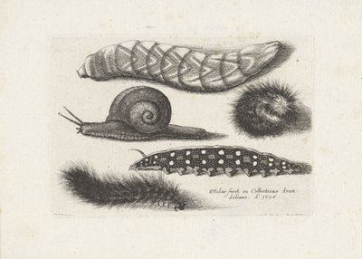 Orugas y un caracol Insectos (título de la serie) Muscarum Scarabeorum (título de la serie) de Wenceslaus Hollar