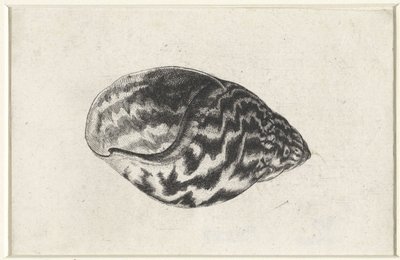 Schelp, achatina achatina
Schelpen (título de la serie) de Wenceslaus Hollar