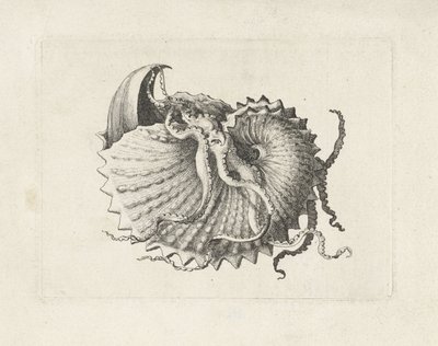 Concha, argonauta nodosa Conchas (título de la serie) de Wenceslaus Hollar