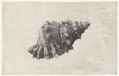 Concha, bursa rubeta Conchas (título de la serie) de Wenceslaus Hollar
