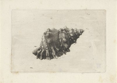 Concha, bursa rubeta Conchas (título de la serie) de Wenceslaus Hollar