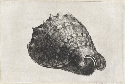 Concha, cassis cornuta Conchas (título de la serie) de Wenceslaus Hollar