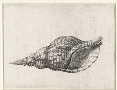 Schelp, charonia tritonis
Schelpen (título de la serie) de Wenceslaus Hollar