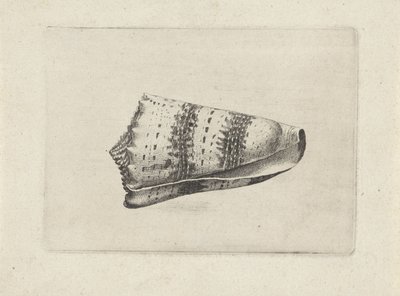 Concha, cono imperial Conchas (título de la serie) de Wenceslaus Hollar