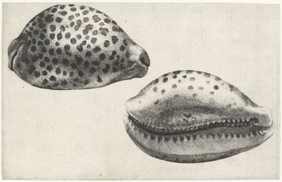 Concha, Cypraea tigris Conchas (título de la serie) de Wenceslaus Hollar