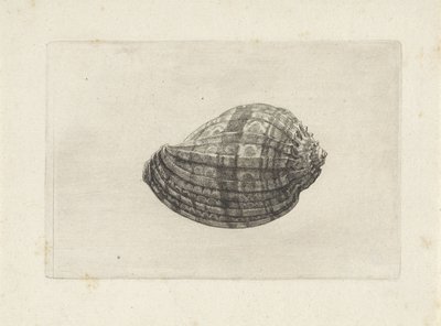 Concha, arpa mayor Conchas (título de la serie) de Wenceslaus Hollar