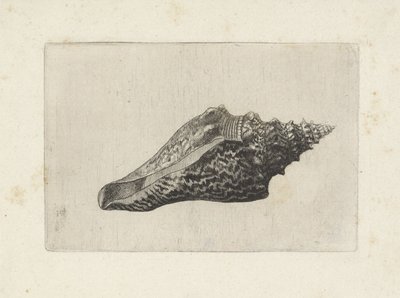 Concha, hemifusus ternatanus Conchas (título de la serie) de Wenceslaus Hollar