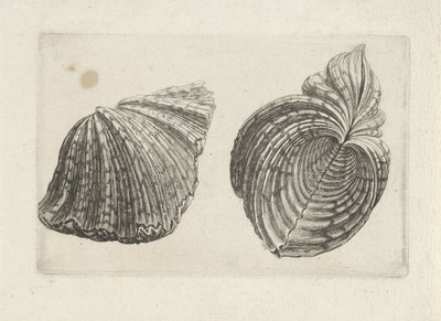 Concha, hipopótamo hipopótamo Conchas (título de la serie) de Wenceslaus Hollar