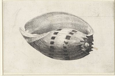 Concha, melo ánfora Conchas (título de la serie) de Wenceslaus Hollar