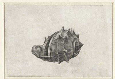 Concha, melongena melongena Conchas (título de la serie) de Wenceslaus Hollar