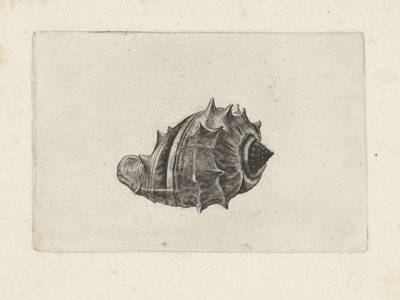 Concha, melongena melongena Conchas (título de la serie) de Wenceslaus Hollar