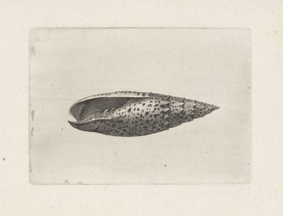 Concha, mitra papalis Conchas (título de la serie) de Wenceslaus Hollar