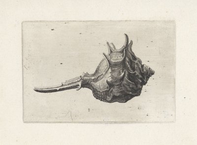 Concha, murex brevispina Conchas (título de la serie) de Wenceslaus Hollar