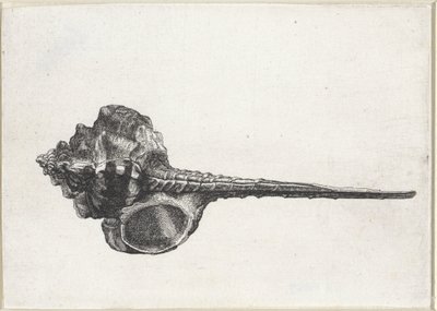 Concha, murex haustellum Conchas (título de la serie) de Wenceslaus Hollar