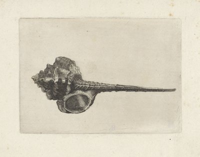 Concha, murex haustellum Conchas (título de la serie) de Wenceslaus Hollar