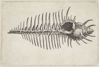 Concha, murex pecten Conchas (título de la serie) de Wenceslaus Hollar