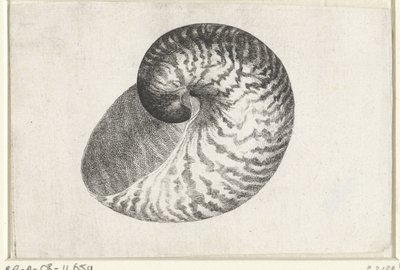 Concha, nautilus pompilius Conchas (título de la serie) de Wenceslaus Hollar