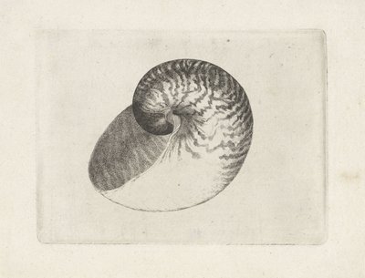 Concha, nautilus pompilius Conchas (título de la serie) de Wenceslaus Hollar