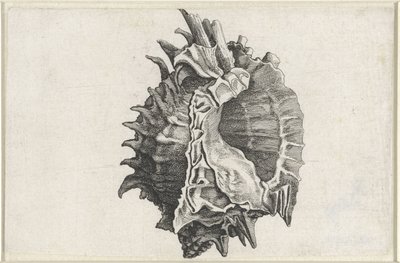 Concha, phyllonotus erythrostomus Conchas (título de la serie) de Wenceslaus Hollar